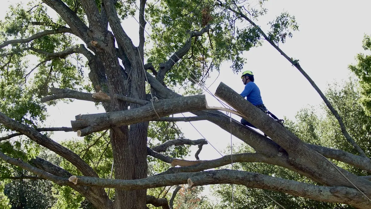 Professional Hazardous Tree Removal performed by certified arborists in Groton