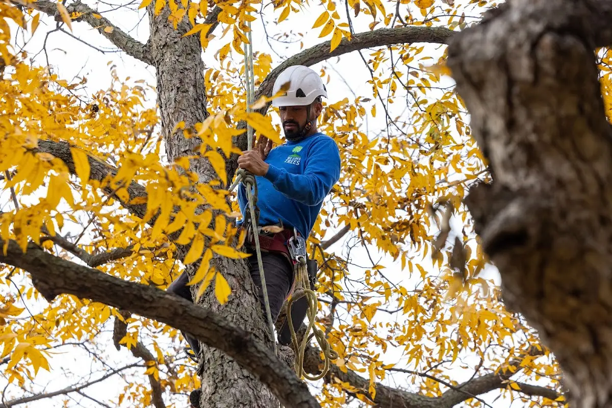Skilled Dead Tree Removal crew working in Groton